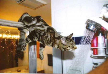 chat