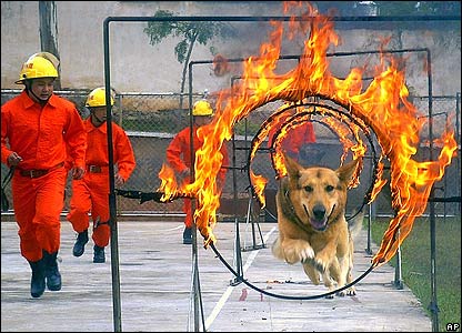 chien