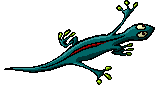 lezard